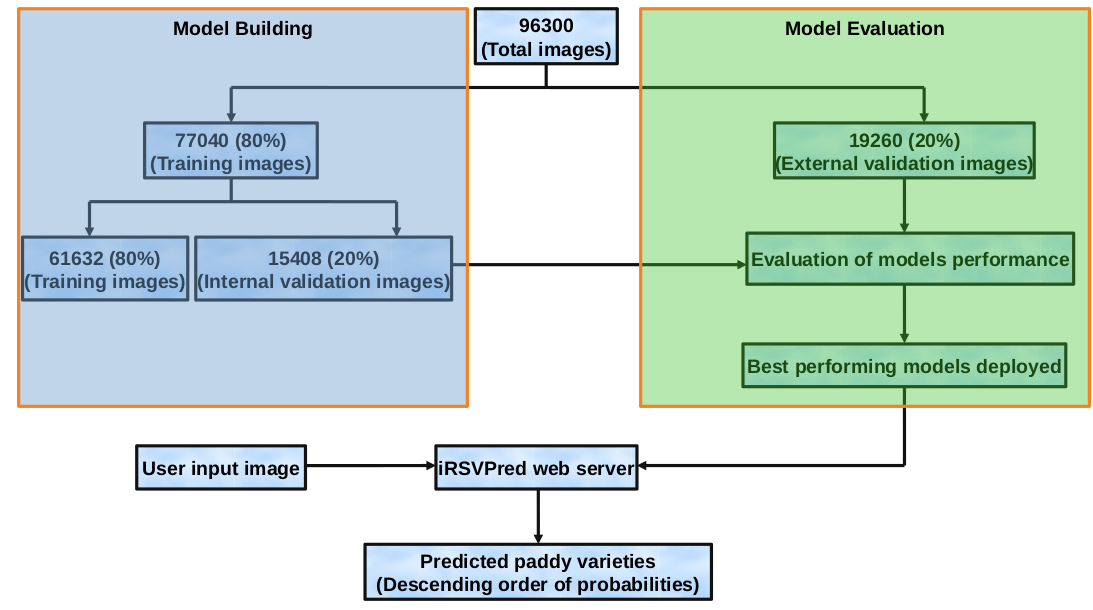 Figure: Images used for training and validation of deep learning models multiple augmentation model-I (MAM-I) and multiple augmentation model-II (MAM-II).